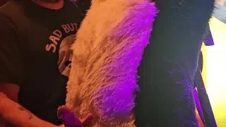 Blindfolded Canine edged by Daddy Bear until he cums