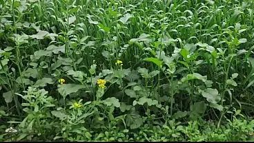 I’m fucking hard my best friend’s wife Sweety Bhabhi Full Hindi Video