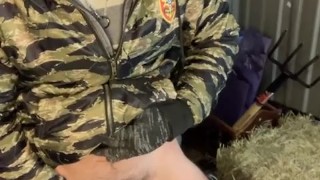 Bearded farmer pisses in barn