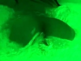 Solo girls masturbate until orgasm for